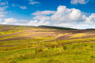 Fototapeta na wymiar Fields of heather in Scotland