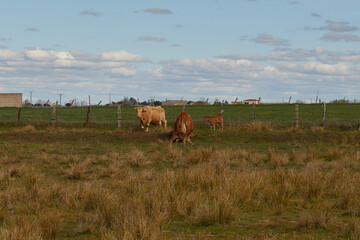 Cows grazing with their calves