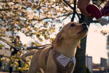Cute Labrador Retriever in suit with sakura blooming flowers behind