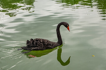 CISNE NEGRO