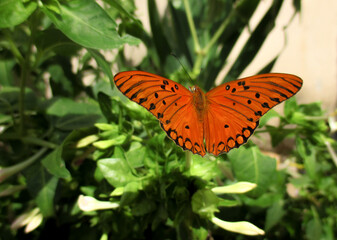orange butterfly 