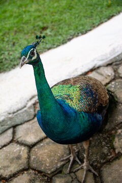 PAV&Atilde;O