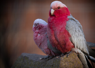 red and green parrot