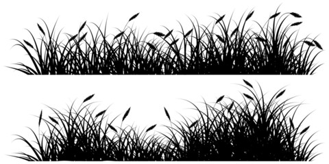reeds grass silhouette black - obrazy, fototapety, plakaty