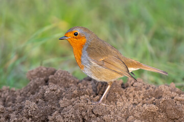 European robin (Erithacus rubecula) stands on a molehill, Bath, UK.