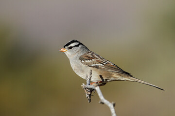 white crowned sparrow
