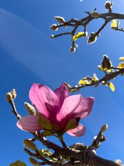 tree blossom