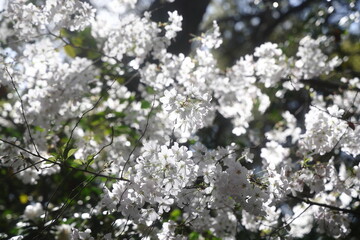 Beautiful Cherry blossoms in a Japanese garden in Los Angeles 