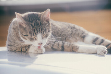 street cat licking its paw