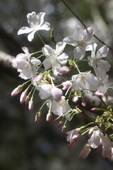 Obraz premium Beautiful Cherry blossoms in a Japanese garden in Los Angeles 