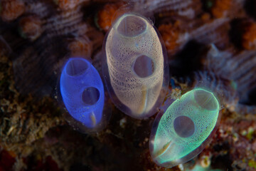 Delicate tunicates grow on a coral reef in Lembeh Strait, Indonesia. Tunicates filter organic material out of the ocean and therefore improve water quality.