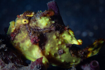 Fototapeta premium A Warty frogfish, Antennarius maculatus, lies in wait for prey to swim close on the seafloor of Lembeh Strait, Indonesia. Frogfish are all well-camouflaged ambush predators.
