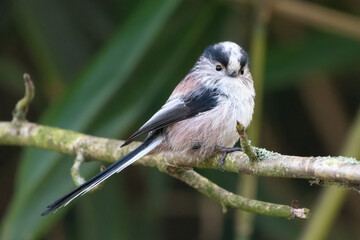 Long-tailed tit (Aegithalos caudatus) perching on a branch. Cute UK songbird.