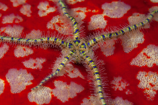 A brittle star clings to a Pin cushion sea star, Culcita novaeguineae, on a reef in Lembeh Strait, Indonesia. This species of sea star is often host to symbiotic shrimp, worms, and brittle stars.