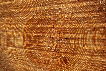 Fototapeta premium Abstract nature background, Close up of skin on wooden panel texture, Details of cracked cutted tree log in the forest, Brown tree plank with curve and pattern on stump with sunlight.