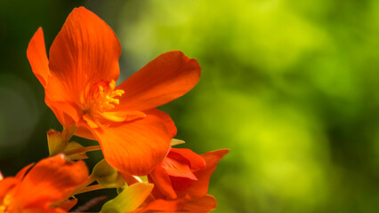 Rose Flowers Blossom