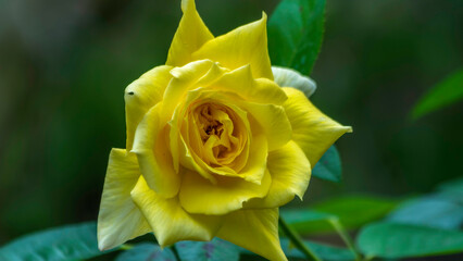 Yellow Rose Flowers Blossom Colose Up  Macro Photography