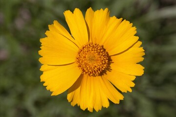 Coreopsis lanceolata- Lance-leaved Coreopsis in Bloom
