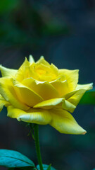 Yellow Rose Flowers Blossom Close Up Macro Photography