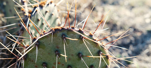 Sharp and spikey prickly pear cactus close up with blurred background for opuntia banner.