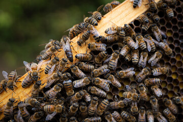 Queen Bee