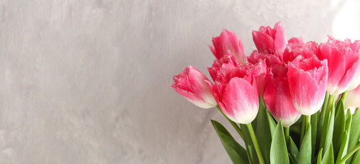 Banner with beautiful bouquet of pink tulips close-up against a gray wall with copy space. Flower arrangement. Springtime. Greeting card for the holidays. Selective focus