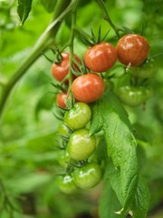 Tokyo, Japan - March 19, 2022: Fresh grape tomatoes growing in greenhouse
