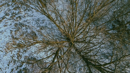 Dusk with the very tops of trees looking down in winter