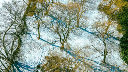 Obraz premium A colorful view of orange leaves on winter trees