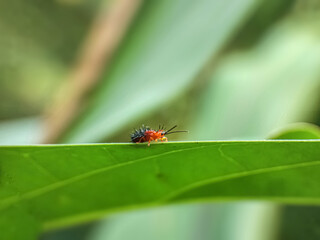 ladybug on leaf, Spiked ladybirds with a natural background 