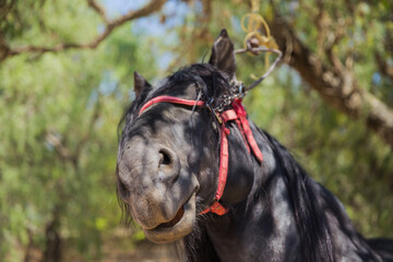 horse, black, portrait, nature, 