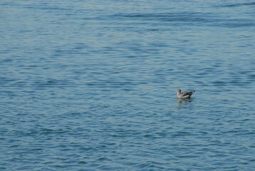 Seagull on the ocean