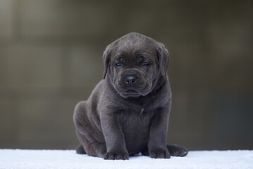 portrait of puppy of cane corso