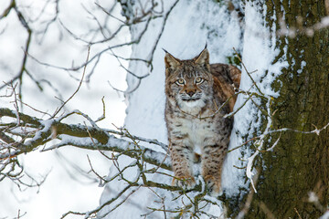 Hunting lynx cub. Young Eurasian lynx, Lynx lynx, stands on old tree and looking for prey. Cute wild cat in winter nature. Beast of prey in natural habitat. Beautiful animal with spotted orange fur.