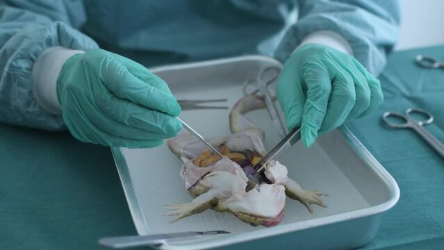 Education concept of 4k Resolution. Researchers are dissecting frogs in a lab.