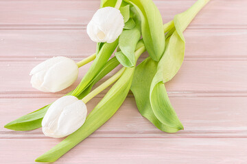 Bouquet of white tulips on pink wooden background.