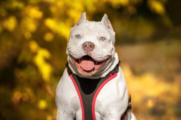 Funny American bully puppy in harness obediently sits and smiles, during pleasant walk in beautiful autumn park, fallen and yellowed foliage is around.