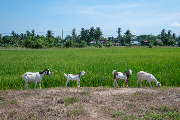Obraz premium Goat walk across paddy field.