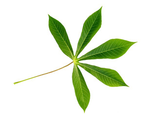 Obraz premium cassava leaves on white background