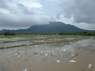 Aerial view egret birds fly