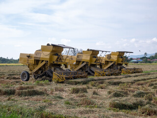 Fototapeta premium Yellow harvester park at paddy field