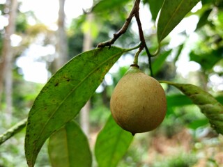 Photo of nutmeg on a tree.  Nutmeg has a sour taste, but the seeds can be used as a seasoning after drying and have a distinctive aroma