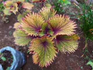 The beautiful miana coleus flower and its leaves have a texture in the backyard garden