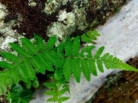 This type of fern plant which has the scientific name Polypodiophyta grows and sticks to walls