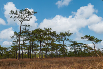 The view of the pines in hay field against blue sky cloud background.