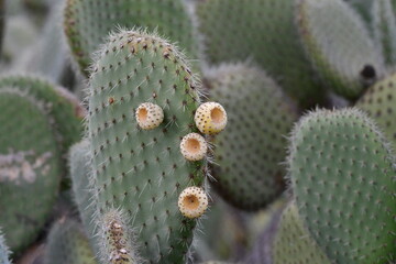 CACTUS