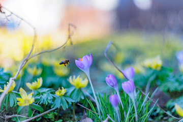 Biene auf Nektarsuche in einer Frühlingswiese mit Winterlingen und Krokussen