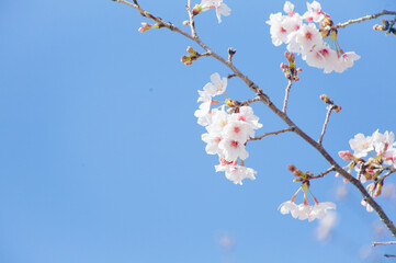 青空を背景に桜の花をクローズアップ	