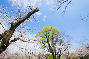 桜と青空　吉野公園	