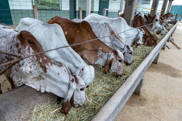Girolando calves feeding confined in a dairy farm